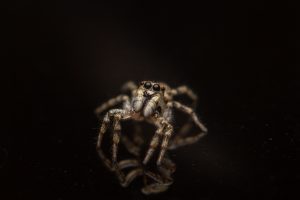 Homem picado por aranha terá dedo amputado
