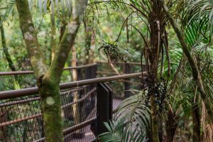 Trilha noturna na Reserva Natural do Sesc Bertioga
