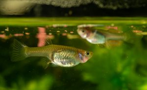 Peixe Barrigudinho é arma eficaz contra a dengue