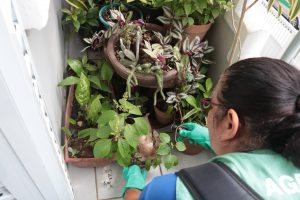 Dengue: Todo cuidado é pouco