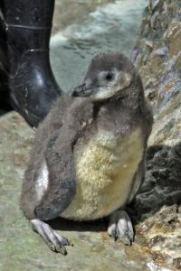 Pinguim recém-nascido encanta no Aquário de Santos