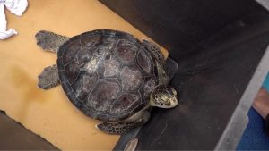 Tartarugas resgatadas pelo Aquário de Santos são devolvidas ao mar