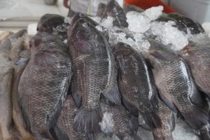 Veja os pontos de venda de pescado em Santos