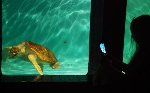 Aquário de Santos é referência no resgate e tratamento de animais