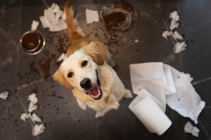 Como solucionar problemas de comportamento em cães?