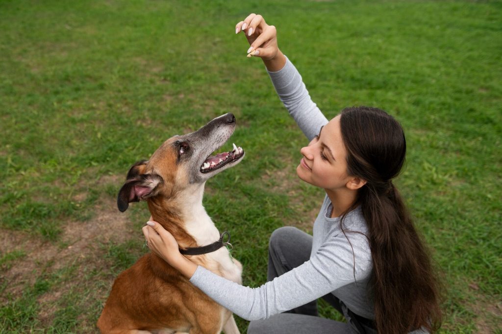 Atividades para cães: dicas para se divertir com seu pet