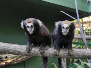 Orquidário garante conservação de espécies ameaçadas com parceria
