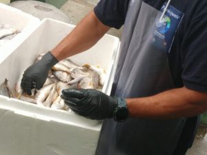 Vila Criativa lança curso de limpadores de pescados
