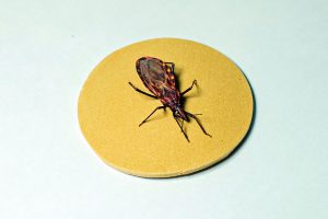 Saiba como identificar e evitar a doença de Chagas