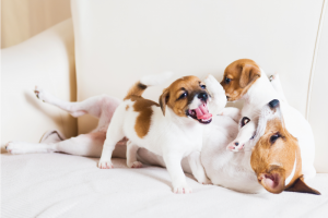 Santos proíbe anticoncepcionais para pets