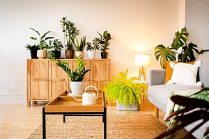 Saiba equilibrar plantas em sua decoração