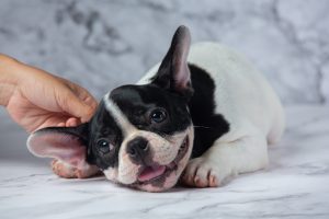 Dermatite atópica canina: quais os sintomas e tratamentos?