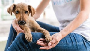 Shopping de PG promove feira de adoção de animais