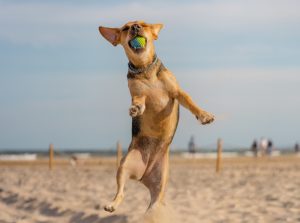 Cuide bem do seu pet no verão!