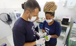 Instituto Gremar devolve 71 animais silvestres à natureza