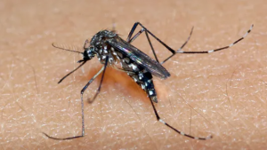 Governo de SP decreta estado de emergência para dengue
