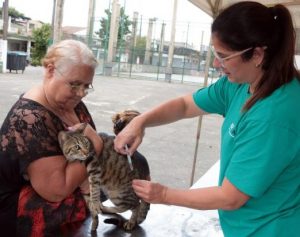 Santos realiza campanha de vacinação de gatos