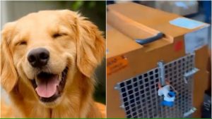 Normas para transporte de animais  em voos depende só do governador