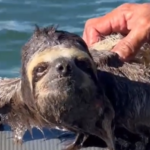 Bicho-preguiça é resgatado em praia do Guarujá