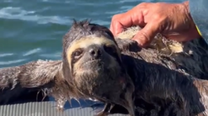 Bicho-preguiça é resgatado em praia do Guarujá