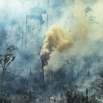 Exposição na Pinacoteca debate urgência ambiental