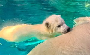 Conheça Nur, a primeira ursa polar nascida na América Latina