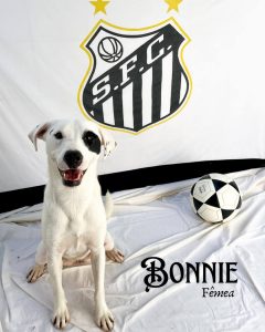 Codevida promove evento de adoção de animais