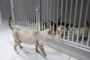 Santos inicia campanha de inverno para animais em abrigo