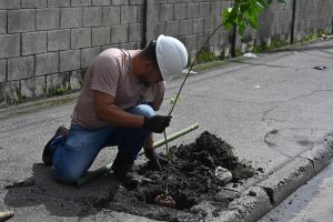 Santos já soma mais de 700 novas árvores este ano