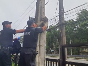 Guarda Civil Ambiental resgata bicho-preguiça de poste