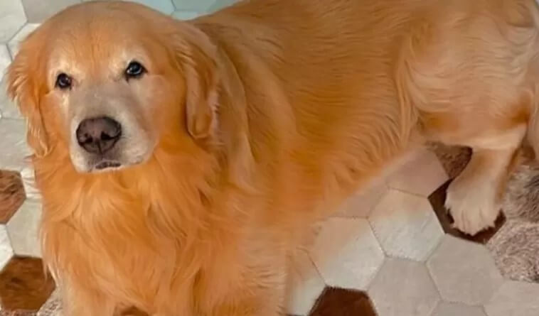 Lei Joca, um avanço no transporte  de animais em aviões