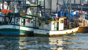 Pesca paulista: segmento pede ações urgentes de autoridades