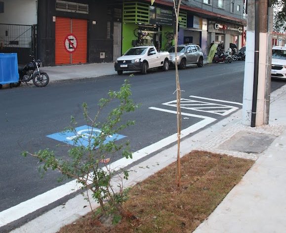 Rua Joaquim Távora ganha 57 árvores ipês, que devem florir a cada 6 meses