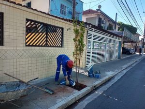 Avenida Pinheiro Machado ganha 70 novas árvores