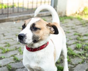 Cubatão promove campanha de adoção de cães e gatos