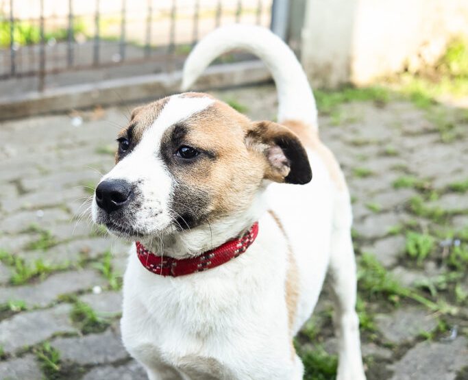 Cubatão promove campanha de adoção de cães e gatos