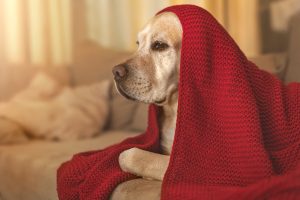 Cidades promovem campanha de agasalhos e cobertores para pets