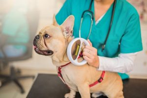 PG oferece microchipagem gratuita para pets