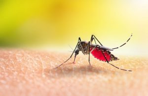 Agentes retomam visitas para combater focos do Aedes em Santos