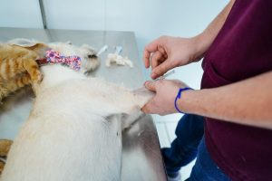 Mongaguá promove castração gratuita para 50 animais