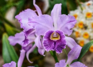 Guarujá recebe Festival de Orquídeas com mais de 4 mil espécies de plantas
