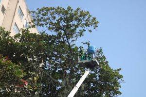 Força-tarefa atua na poda de árvores na Rua Guedes Coelho