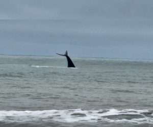 Baleia é vista perto da costa em Praia Grande