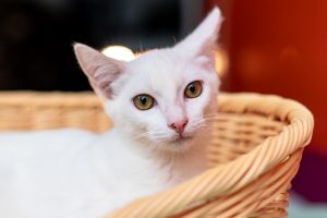 CCZ de Bertioga tem mais de 130 pets para adoção