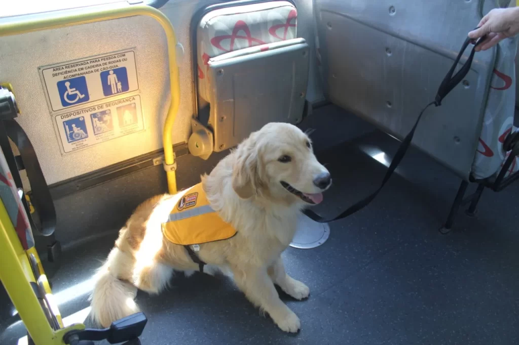 Câmara discute uso de cães-guias nos transportes