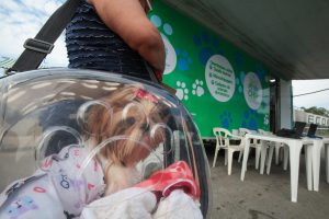 ‘Pet PG Chip’ leva microchipagem gratuita à feira do Bairro Samambaia