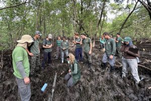 Estudo mapeia estoque de carbono nos manguezais da região