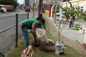 Santos planta 500 novas árvores em Campo Grande e Marapé