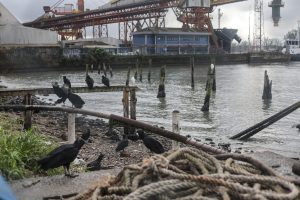 Pesca na Baixada Santista sofre com problemas de infraestrutura