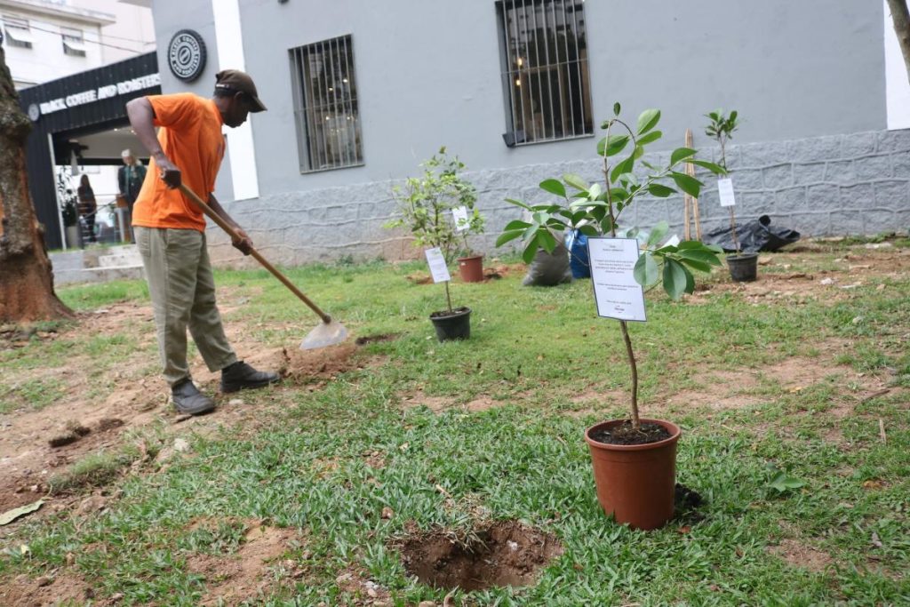 Santos ganha pomar urbano com árvores frutíferas